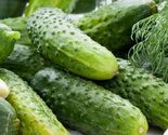 Wisconsin SMR 58 Pickling Cucumber Seeds - $4.47