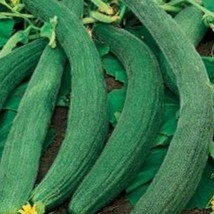 50 Italian Cucumber Tortarello Verde Scuro Seeds Fresh USA Shipping - $13.30