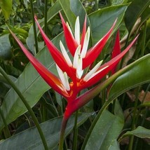 15 Seeds Red Christmas Heliconia Flowers Fast US Shipping - $9.50