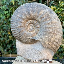 Extremely Rare: 8.5&quot; Schlotheimia Complimata Ammonite Fossil, Angulata Zone, - $3,462.42