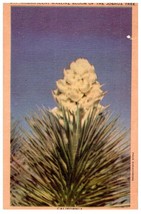 Magnificent Waxlike Bloom Of The Joshua Tree Cactus Postcard Posted 1952 - £5.49 GBP
