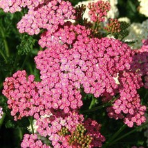 USA Seller Fresh Yarrow Seeds Cerise Queen 36  Cutflowers Pollinators 500 Seeds - £5.98 GBP