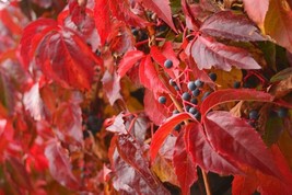 Virginia Creeper Parthenocisus Quinquefolia 20 SeedsFrom US - £6.62 GBP