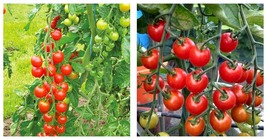 30 Seeds Supersweet 100 Tomato Seeds / Super Sweet 100 Tomato Seeds FREE... - £23.17 GBP