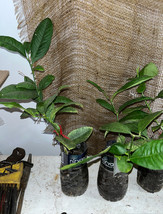Assam lemon plant (Kaji Nemu), we’ll rooted, shipped in container with soil - $45.00