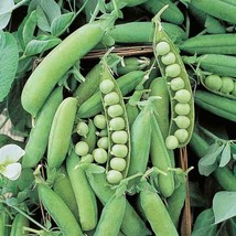Early Alaska Peas, Heirloom Pea Seed, NON-GMO Early Alaska Pea Seed, 50 ... - £4.70 GBP
