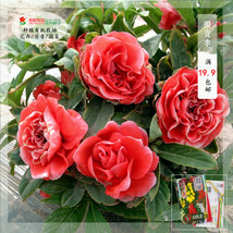 Fresh New 100 Seeds Camellia impatiens Seeds Dark Red Double Flowers - £10.37 GBP