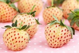 500 SEEDS WHITE STRAWBERRY BOOST YOUR GARDEN&#39;S PRODUCTIVITY WITH SUPERIO... - $17.98