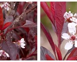 Top Seller - Stay Classy Purple leaf sand cherry Prunus - 4&quot; Pot - Live ... - £45.76 GBP