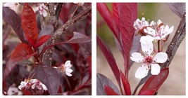 Top Seller - Stay Classy Purple leaf sand cherry Prunus - 4&quot; Pot - Live ... - £45.55 GBP