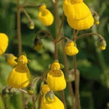 25 Calceolaria Gold Cap Slipper Flower Pocket Book Plant Flower Seeeds G... - $318.74 MXN
