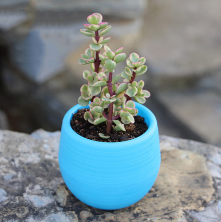 Mini Round Plastic Plants for Garden Home Office Decoration - $2.20