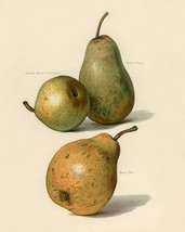 12803.Poster print.Room Wall design.Vintage fruit grower.Gardener.Pears types - £12.94 GBP+