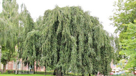 New Fresh Seeds 12 Weeping Beech Seeds Fagus Sylvatica Pendula - $9.80