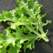 Ship From Us Tango Lettuce Seeds ~2 Oz Seeds -HEIRLOOM, NON-GMO, Vegetable, TM11 - £38.99 GBP