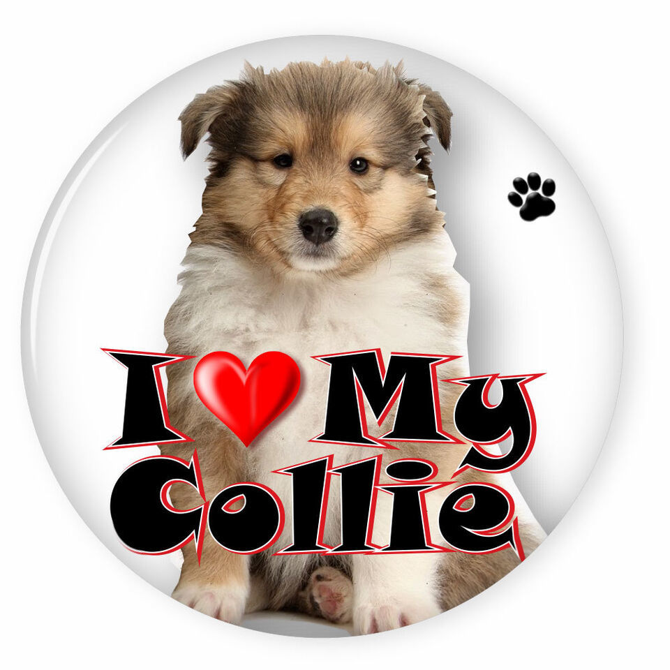 I LOVE MY COLLIE DOG PUPPY 3&quot; SAFETY PIN BACK BUTTON - $6.29
