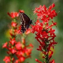 200 Gilia Red Standing Cypress Flower Seeds Ipomopsis Rubra USA Fast Shipping - £10.43 GBP