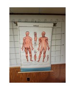 Vintage Muscle Chart, Nystrom Pull Down, School Classroom, Anatomy Chart - $225.00