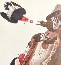 Red Headed Woodpecker Bird 1946 Color Art Print John James Audubon Natur... - €34,01 EUR