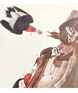 Red Headed Woodpecker Bird 1946 Color Art Print John James Audubon Natur... - $39.99