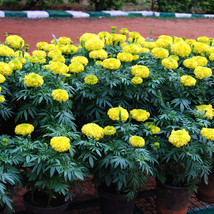 50 pcs/lot Bright Yellow Potted Marigold Seeds FRESH SEEDS - £3.58 GBP