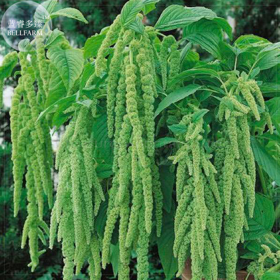 Amaranthus Green Flower Green Leaves Hanging Plant Seeds 100 Seeds Fresh - $3.44