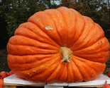 10 Big Max Pumpkin Seeds Heirloom Up To 100 Lbs Non-Gmo Giant Pumpkin Fa... - $8.99