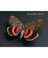 Catocala Cara Darling Underwing Real Moth Framed Entomology Shadowbox - £43.95 GBP
