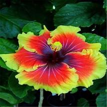 ORANGE YELLOW  colour EXOTIC RARE HIBISCUS for garden flower beds plant ... - £9.87 GBP