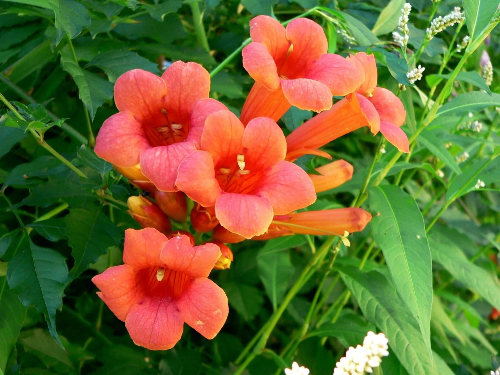 70 Trumpet Creeper Vine Seeds – Campsis radicans, Hummingbird Flower - $6.00