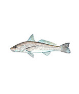 Sea Mullet Fish Sticker Decal Quality Wildlife Nature Kayak Boating Swim... - €5,99 EUR+