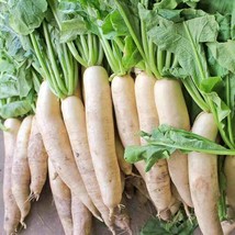 500 Japanese Minowase Radish Seeds Nongmo Heirloom Radish Diakon SeedsFrom US - $8.35