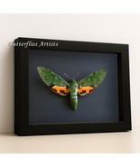 Real African Moth Green Sphinx Euchloron Megaera Framed Entomology Shado... - $1,566.23 MXN