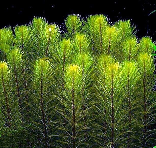 BUY 2 GET 1 FREE GREEN FOXTAIL MYRIO - 1 BUNCH  Live Plants  SUPER PRICE!!! - $9.89