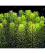 BUY 2 GET 1 FREE GREEN FOXTAIL MYRIO - 1 BUNCH  Live Plants  SUPER PRICE!!! - €8,45 EUR