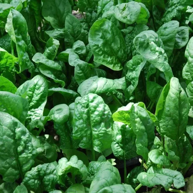 Noble Giant Spinach Heirloom Seeds 150 Seeds Fresh Garden - £10.94 GBP