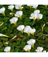 Oxalis Oxalis ‘White Hibiscus’ Bulb White Flowers with Yellow Centre (Sm... - $12.58