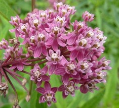 SKMO Asclepias Incarnata | Swamp Milkweed | Indian Hemp | 30 Seeds - £12.57 GBP