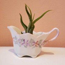 Airplant in Upcycled Vintage Creamer, Cottagecore Planter, Air Plant Holder image 2