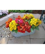 New Fresh Seeds 15 Yellow Calceolaria Flower Seeds Slipper Flower Pockec... - $499.50 MXN