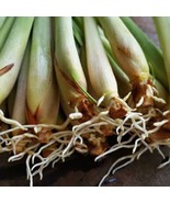 5 Rooted Organic Lemongrass Stalks Cymbopogon Herb Plant Grows Fast &amp; Ea... - £10.81 GBP