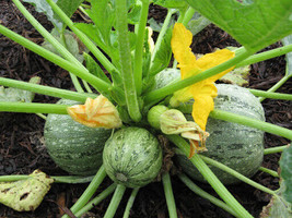 Grow In US 20 Round Zucchini Summer Squash Seeds(Cucurbita pepo) Vegetab... - £6.80 GBP