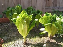 HeirloomSupplySuccess 50 Heirloom Parris Island Romaine Lettuce Seeds - £2.36 GBP