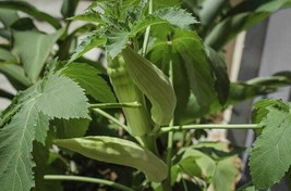 100 Seeds Okra Clemson Spineless Heirloom Vegetable NON-GMO Fresh Seeds - $89.02 MXN