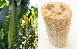 10 Seeds Luffa Sponge Gourd Boost Your Garden&#39;s Productivity With Superior - £7.19 GBP