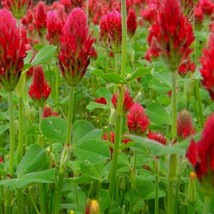 Crimson Clover Cover Crop Seeds NON-GMO Heirloom Fresh Garden Seeds - $9.98