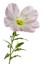 Pink Showy Evening Primrose Seeds 1500+  A Perennial Medicinal Herb Flower - £8.63 GBP