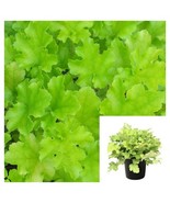 Heuchera Lime 1 Gallon Plant Alum Root Coral Bells Live Plant - $48.00 CAD