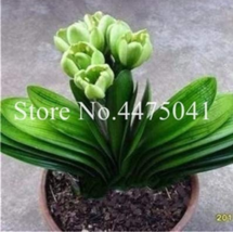 USA SELLER Hot 100 Pcs Colorful Clivia Miniata Bonsai Indoor Gorgeous Seed Bush  - £13.62 GBP