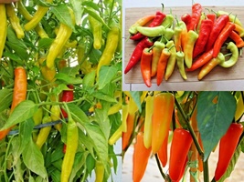 101+ Vegetable Hungarian Sweet Wax Pepper Seeds Garden Container Banana - £10.39 GBP